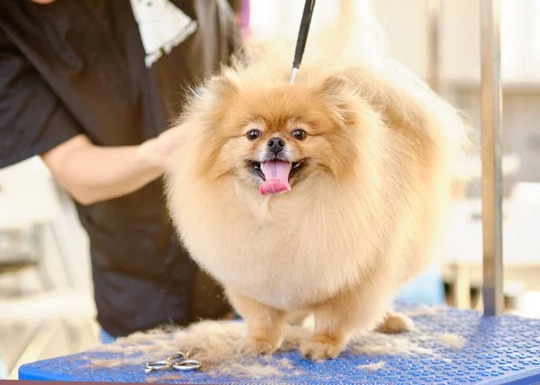 Profesyonel bir tımarcı, masadaki bir Pomeranian 'ı temizliyor..