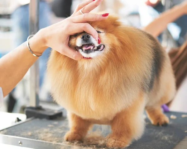 Dişi bir el, bir Pomeranian 'ın namlusunu bir köpekle güvenli bir şekilde çalışmak için tamir eder..