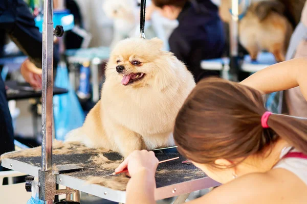 purebred Pomeranian during grooming in a beauty salon for dogs.