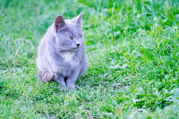 Cute Cat Sits Green Grass Looks Away — Stock Photo, Image