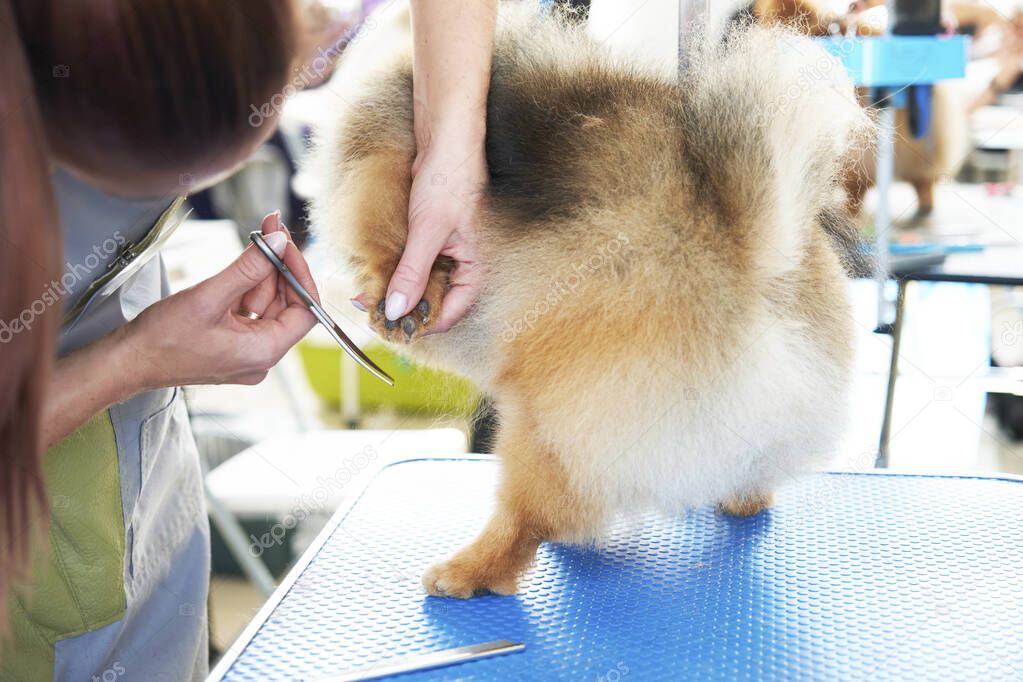 a groomer holds a pomeranian dog's paw to trim the claws.
