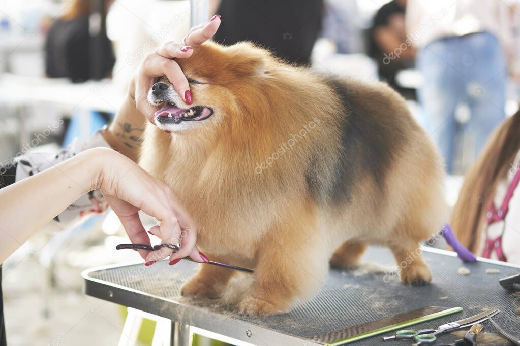 purebred Pomeranian during grooming in a beauty salon for dogs.