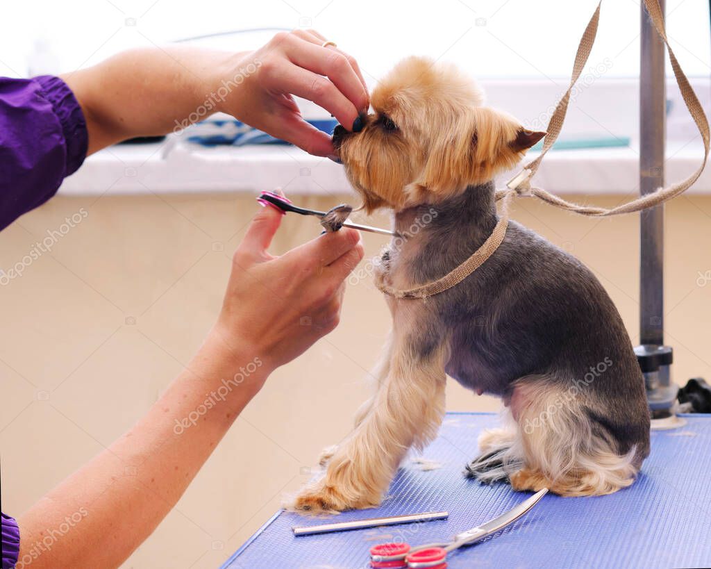 an obedient Yorkshire terrier during a haircut by a professional home groomer.