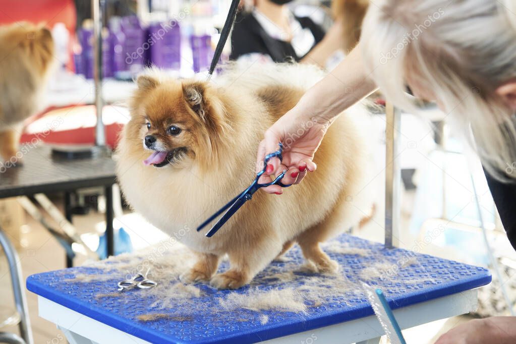 pomeranian on the table for dogs during haircut next to scissors.