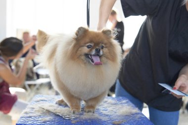 Saç kesiminden sonra köpeğe ait bir sürü saç olan tımar masasında güzel bir pomeranian..