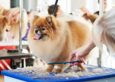 Pomeranian saç kesimi sırasında masada makas vardı. Yan görünüm.