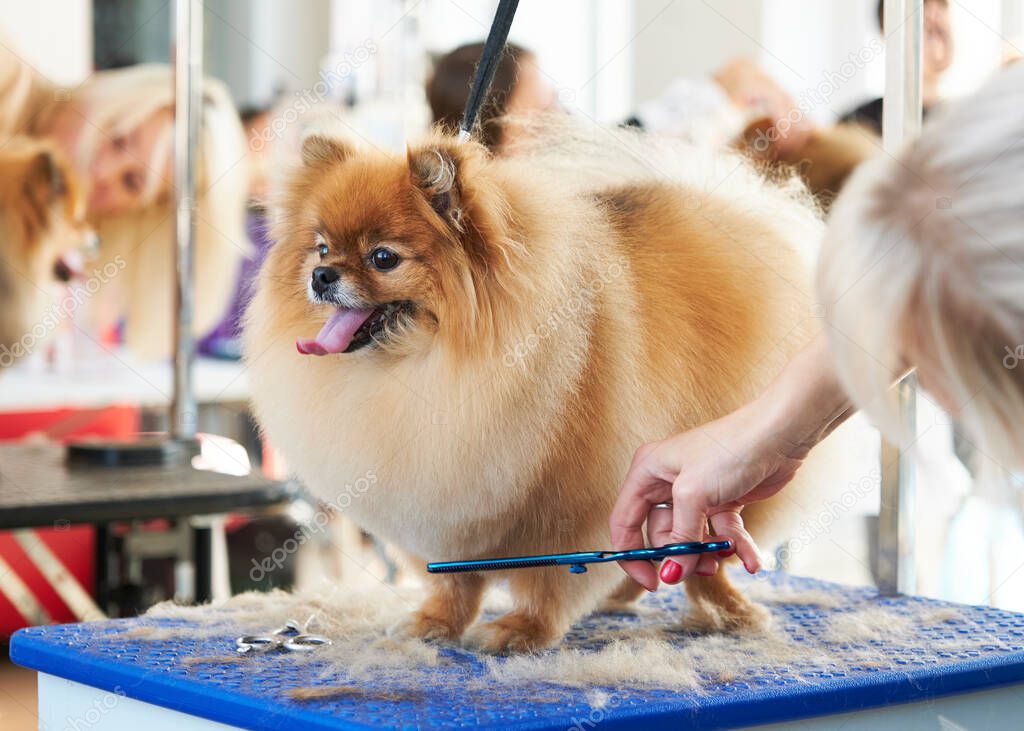 pomeranian during a haircut with scissors on the table. Side view.