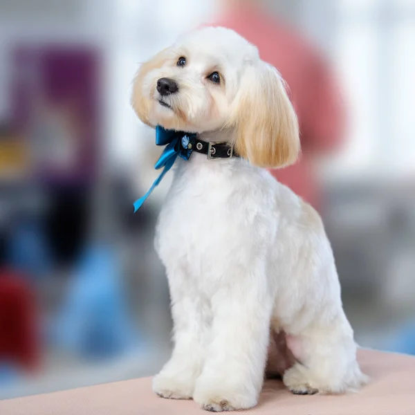 Küçük beyaz bir köpek, Maltese, güzel bir imaj çizdikten sonra oturur..