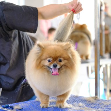 Güzeller güzeli köpek Spitz kuaförde, güzel bir saç kesimi ve manzarası var..