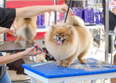 Bir hayvan stüdyosunda Pomeranya köpeğiyle ilgilenmek..