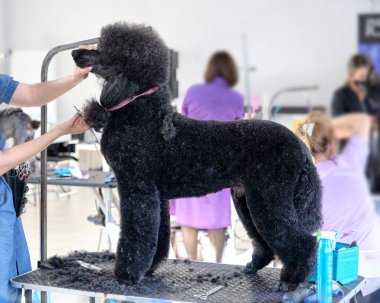 Hayvan bakımı masasında kraliyet kanişi. Hayvan bakımı kavramı.