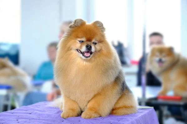 A Pomeranian dog with a new breed haircut in the grooming salon.