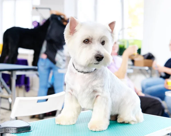 Vahşi Batı İskoçya 'nın beyaz teriyer köpeği için mükemmel bir saç kesimi..