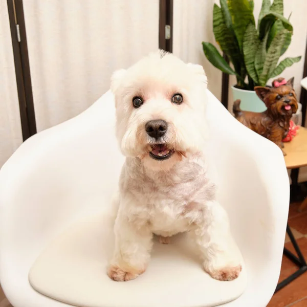 Vesti Highland White Terrier on a guest chair after grooming — Stok fotoğraf