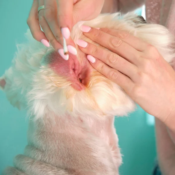 女人的手把狗的耳朵从尘土中清理干净以预防疾病 — 图库照片
