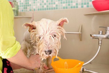 A female groomer washes a West Highland White Terrier dog at a dog beauty salon