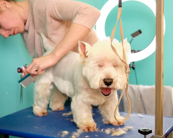 Female groomer haircut west highland white terrier dog in the beauty salon for dogs — Stockfoto