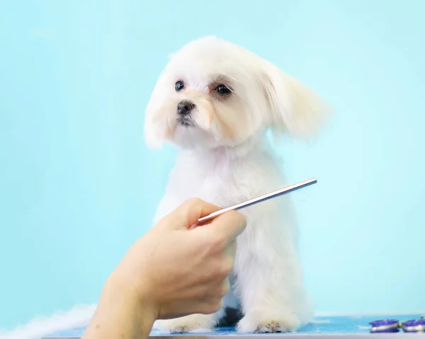 A groomers hand combs a Maltese lapdog puppy on a blue background — стокове фото