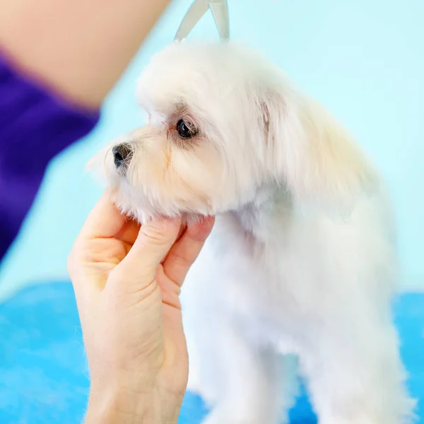 Maltese lapdog puppy during the haircut at the first grooming — Fotografia de Stock