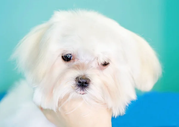 Maltese puppy portrait close-up on turquoise background — 스톡 사진