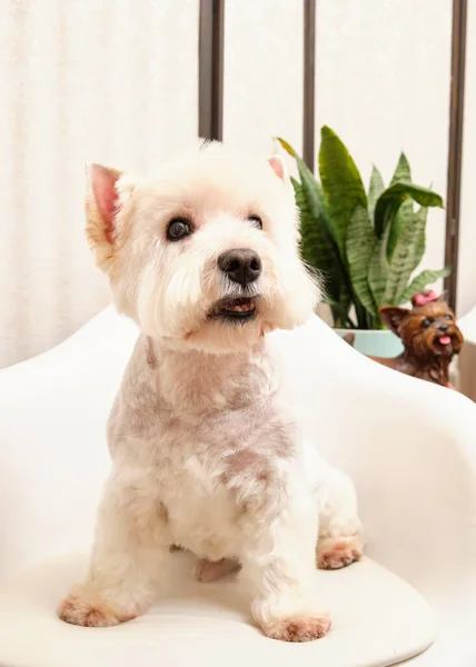 Highland White Terrier Está Sentado Una Silla —  Fotos de Stock