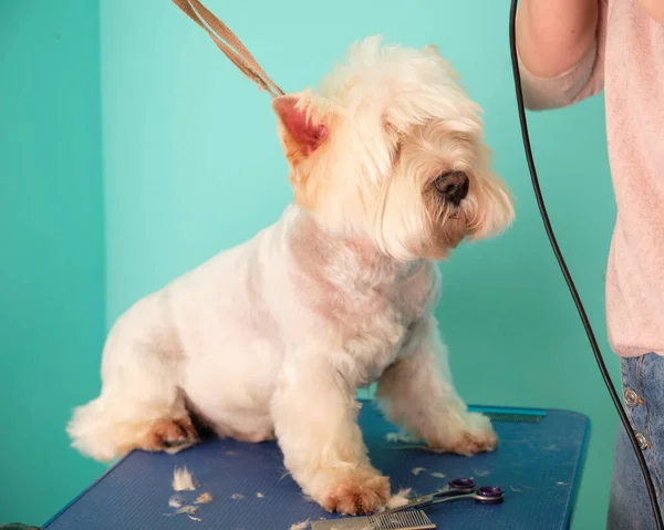 Highland White Terrier Ett Hundskötselbord Djurskönhetssalong — Stockfoto