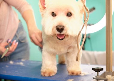 Bir West Highland beyaz teriyer köpeğini bakım masasında beslemek bir hayvan bakım konseptidir..