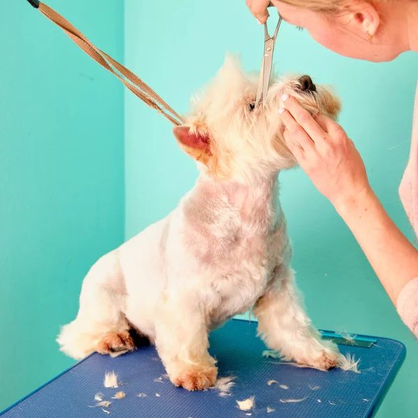 Pflegerin Entfernt Überschüssige Haare Augenbereich Des West Highland White Terrier — Stockfoto