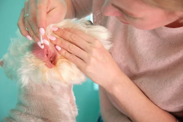 一位女性美容师用棉签擦拭西高地白种人的耳朵 — 图库照片