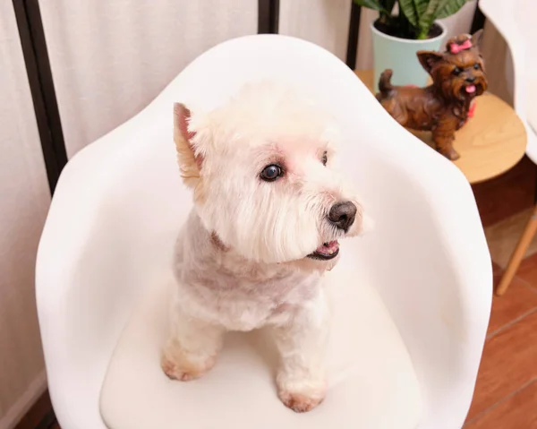 West Highland White Terrier Sitting Chair Close Grooming — Stock Photo, Image