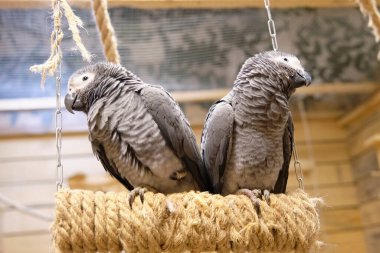 Afrikalı gri papağanlar yakın planda salıncakta oturuyor..