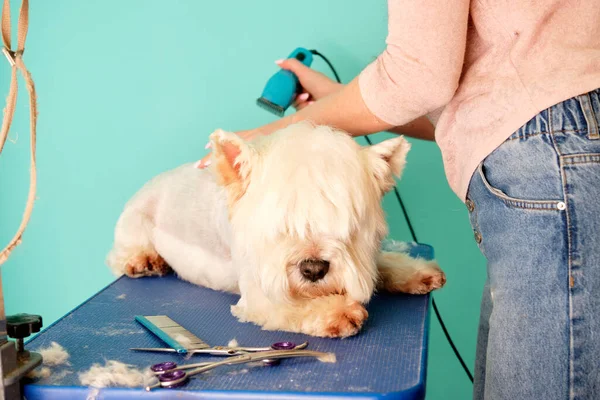 Un perro West Highland White Terrier durante un corte de pelo. El concepto de cuidado de mascotas. — Foto de Stock