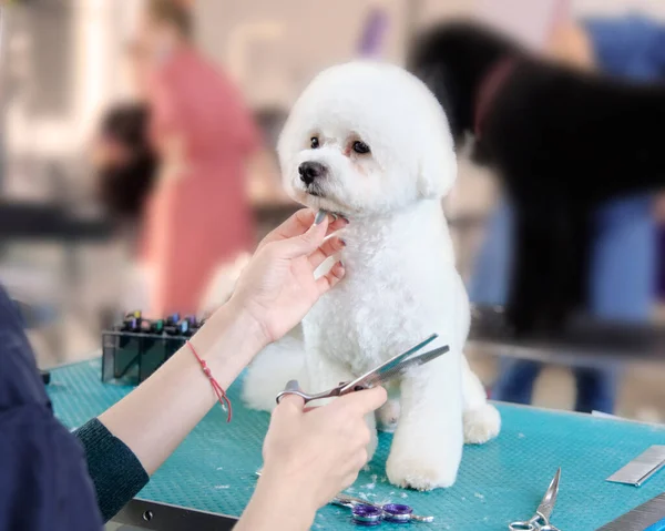 Bichon Frise saç kesimi sırasında bir bakım masasında oturur..