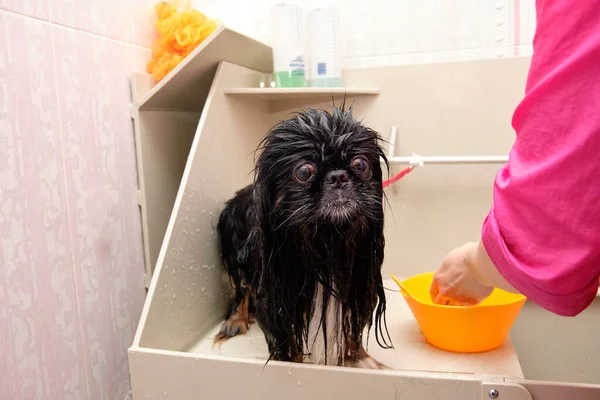 Bir kadın kuaför banyoda Shih tzu köpeğinin yanında şampuan karıştırıyor..