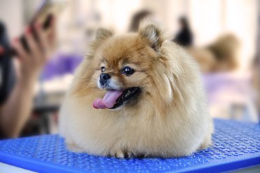 Pomeranian ya da Spitz köpeği tımardan sonra masada yatıyorlar..