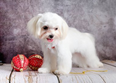 Maltese süs köpeği yavrusu güzel oyuncak topların yanında duruyor..