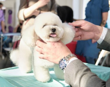 Bir iş adamının erkek elleri Bichon Frise cinsinin harika bir köpeği tarar..