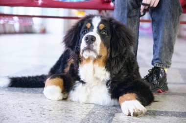 Genç Berne Dağ Köpeği sahibinin ayaklarının dibinde yatıyor..
