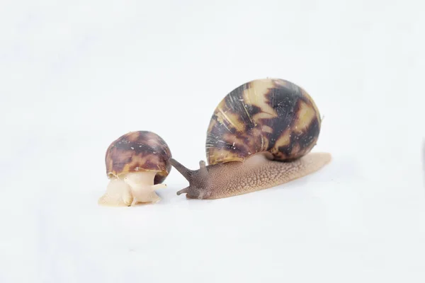 Afrikaanse Slakken Archachatina Egregia Volwassen Jonge Slak Schattig Hangen Uit — Stockfoto