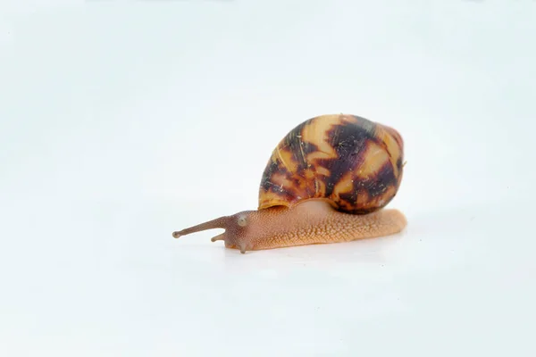 African Snail Archachatina Egregia Dark Taurus Background Large Dark Shell — Stock Photo, Image