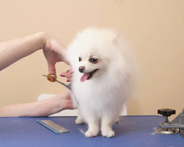 Mani Delle Donne Con Forbici Tagliano Cane Razza Pomerania Tavolo — Foto Stock