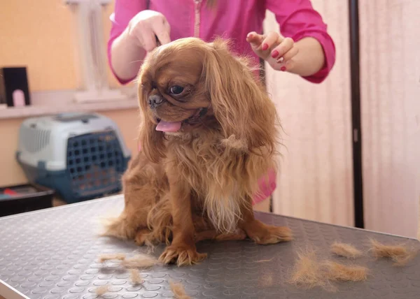 Bakımcı kadın köpek masasındaki evcil hayvan salonunda Spaniel 'i buduyor.