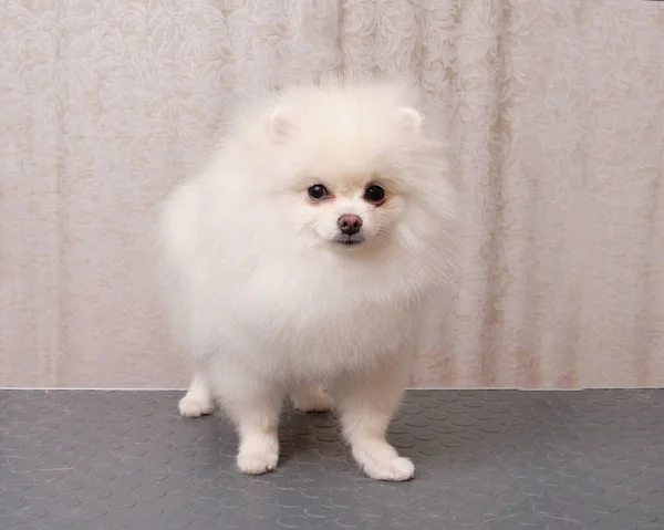 Pomeranian Köpeği Tımar Masasında — Stok fotoğraf