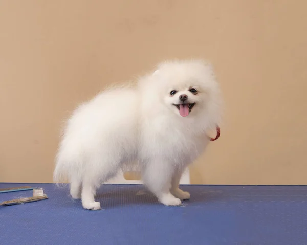 Junger Weißer Spitz Auf Dem Tisch Seitenansicht — Stockfoto