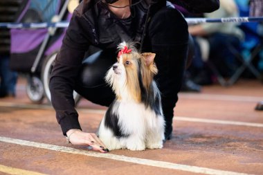 Beaver Yorkshire Terrier köpek şovunda uzun saçlı bir gösteri..
