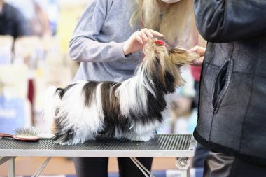 Bir uzman şovda bir Kunduz Yorkshire Terrier köpeğini inceliyor. Yargıç, köpeğin sergideki konformasyonunu değerlendiriyor..