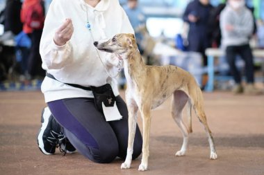 Katılımcı köpek gösterisinde Whippet cinsinin dış görünüşünü gösteriyor..