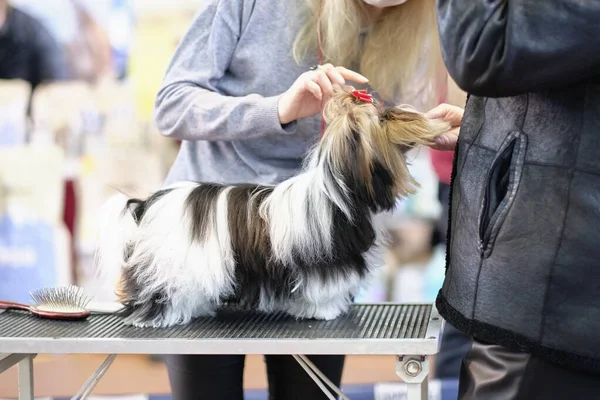 Bir uzman şovda bir Kunduz Yorkshire Terrier köpeğini inceliyor. Yargıç, köpeğin sergideki konformasyonunu değerlendiriyor..
