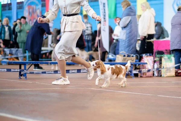 チャールズ スパニエル王は犬のショーで指輪の女の隣を走る — ストック写真