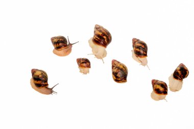 Beyaz arka planda izole edilmiş Afrika achatin salyangoz koleksiyonu..
